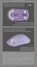 SteelSeries Rival 3 wireless Gen 2, purple, USB/Bluetooth